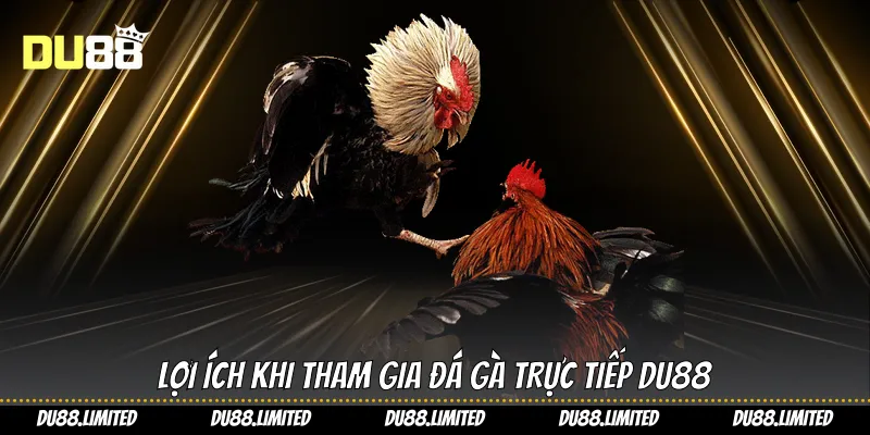 Lợi ích khi tham gia đá gà trực tiếp Du88