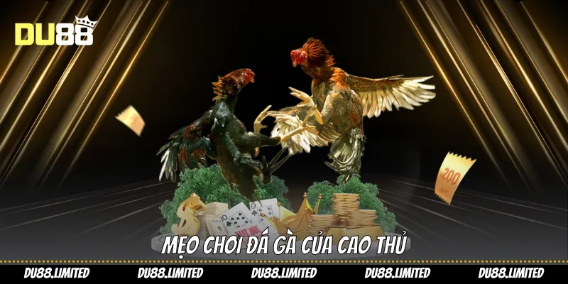 Mẹo chơi đá gà của cao thủ